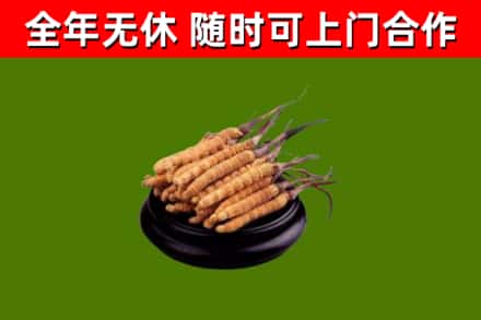 恒山回收冬虫夏草