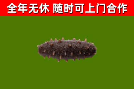 恒山回收海参干